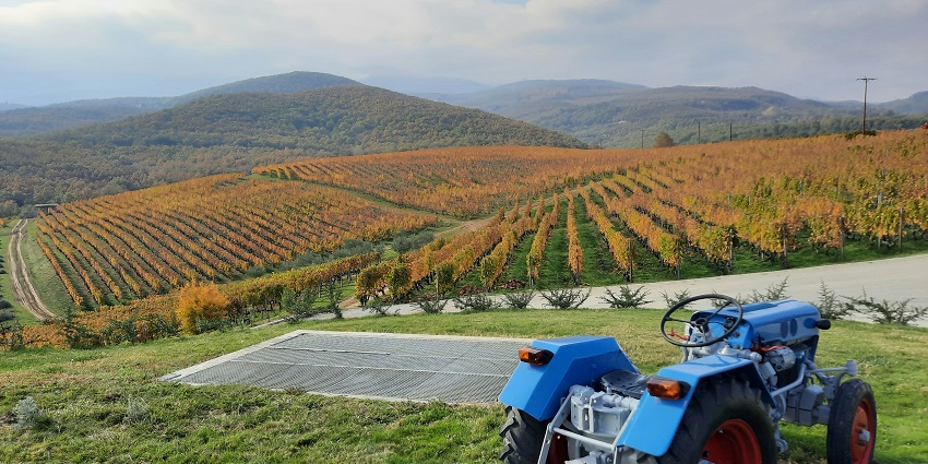 Explore the lush vineyards on your next tour for amazing memories and experiences.