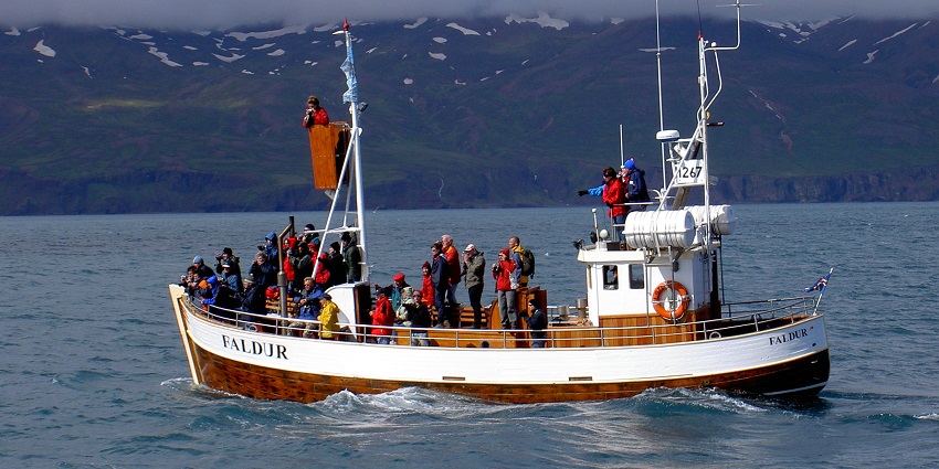 An image of a group of people watching whales in Húsavík, one of the best things to do in Iceland