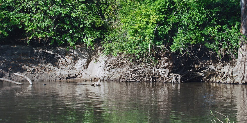 Grumeti River on the western side of the Serengeti National Park with river-side bush.