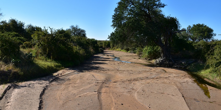 Sandy Road surrounded by the greenery of Ruaha National Park with tyre imprints