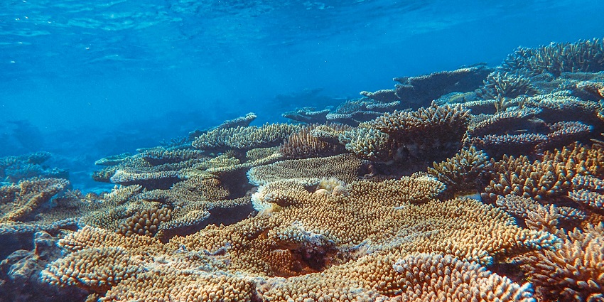 This Maldives tour guide showcases the spectacular diving destination with colourful corals.