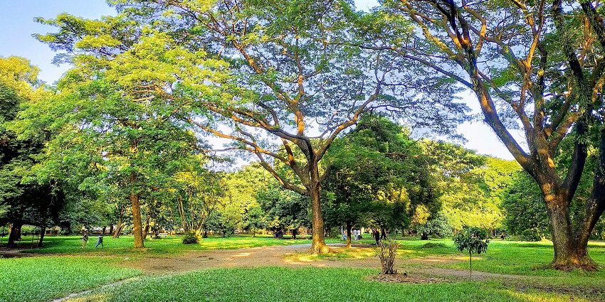 A view of a green spaces in the city called Ramna Park, a popular site for nature seekers.
