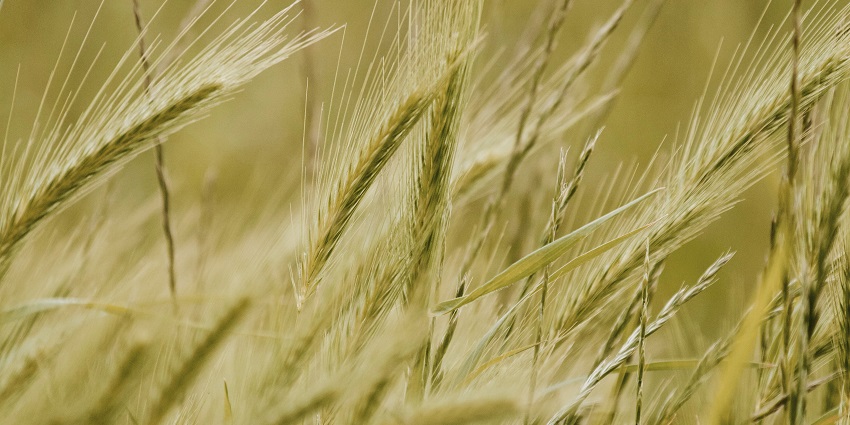 Scenes of harvest season in the lush fields of Chhattisgarh during the Hareli festival.