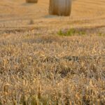 The Harvest Festival of Canada is all about rejoicing in the harvesting season.