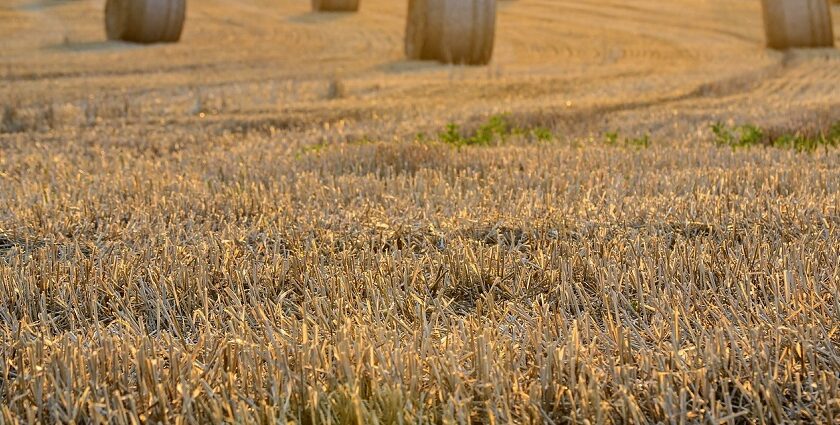 The Harvest Festival of Canada is all about rejoicing in the harvesting season.