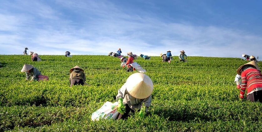 People working in farm for the festival of makar sankranti in uttar pradesh