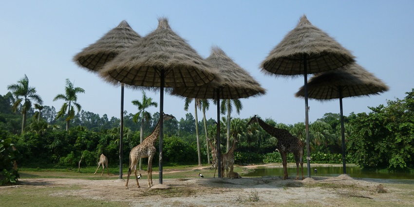 Image from the Chimelong Safari Park - giraffe inside Safari on Wheels