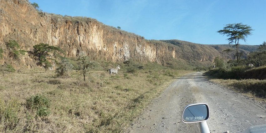 Hell’s Gate National Park from inside a car with a zebra on the side of the safari road.