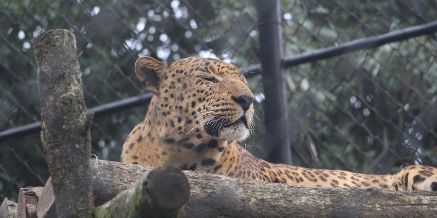 Govind Ballabh Pant High Altitude Zoo in Nainital is a delightful attraction for animal lovers.