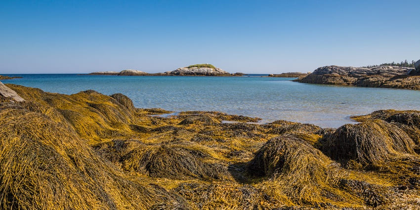 A grass-like cover over rocks at Harbour, among the things to do in Nova Scotia in October.