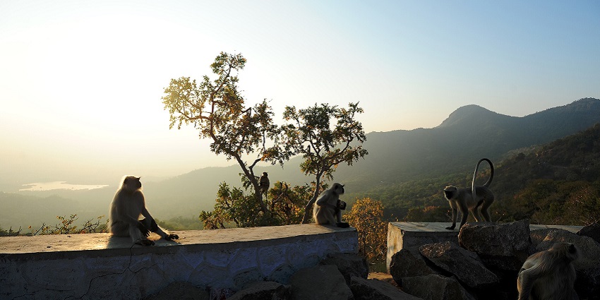 Nature-filled hiking adventures through Mount Abu Wildlife Sanctuary's diverse ecosystem.