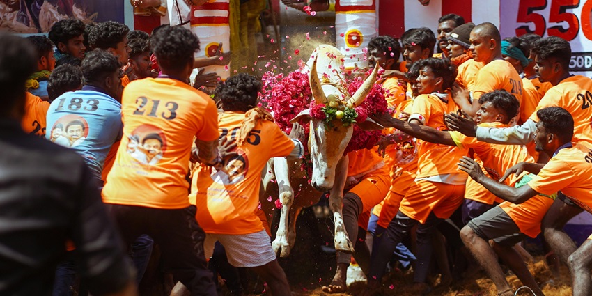 An image of a depiction of the history of Pongal, with ancient agricultural practices and rituals.