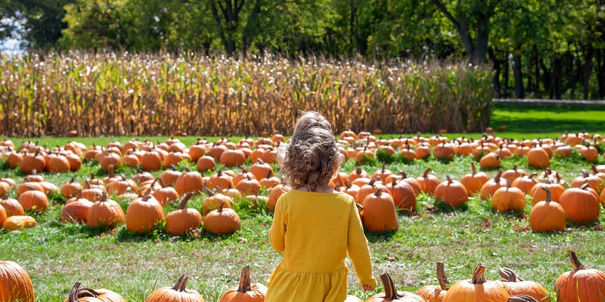Backview of a little girl walking through a pumpkin patch in autumn