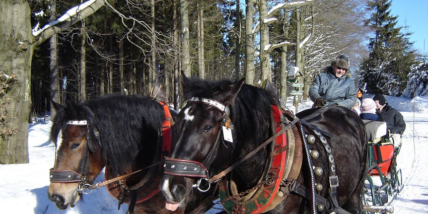 Decorated horse-drawn sleigh ride driven by a man with glasses and people sitting behind