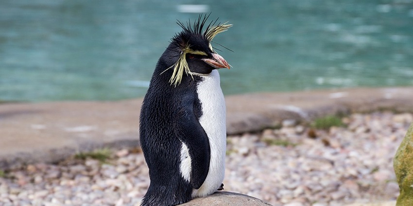 An image of a Northern Rockhopper Penguin, standing on a rock, found at the famous London Zoo