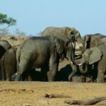 Group of elephants enjoying their time in water in Hwange National Park, Zimbabwe.