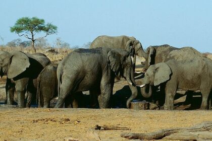 Group of elephants enjoying their time in water in Hwange National Park, Zimbabwe.