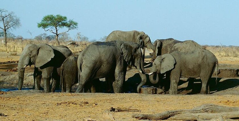 Group of elephants enjoying their time in water in Hwange National Park, Zimbabwe.