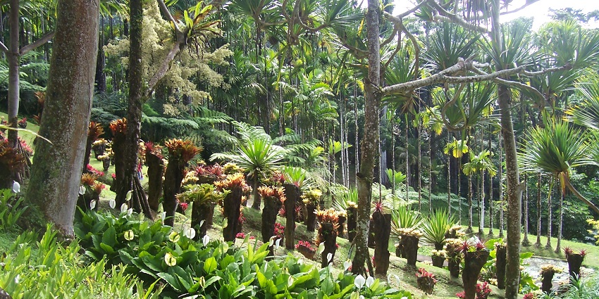 A tropical garden to visit in Fort-de-France in the capital city