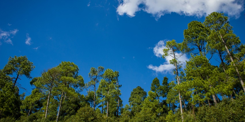 An image of the beautiful group of huge green lush trees in Uttarakhand