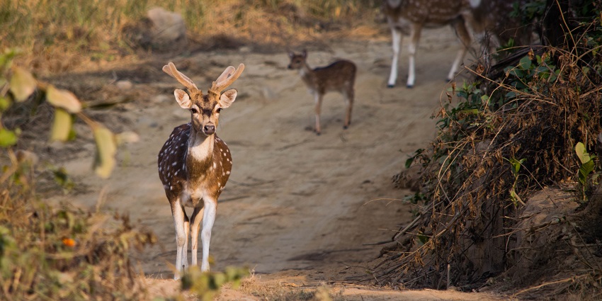 Image of a herd of deer proceed down a path, Jim Corbett National Park, India