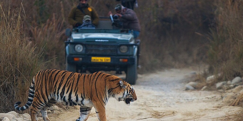 Filmmakers were busy capturing footage of this sub-adult tiger in Bijrani zone of Corbett TR, Uttarakhand, India