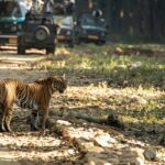 A leopard spotted during a jungle safari near Pune, surrounded by lush greenery.