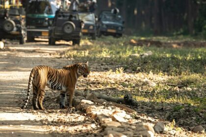 A leopard spotted during a jungle safari near Pune, surrounded by lush greenery.