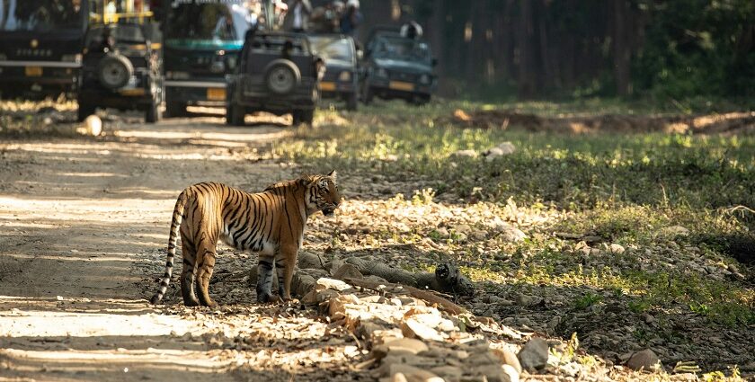 A leopard spotted during a jungle safari near Pune, surrounded by lush greenery.