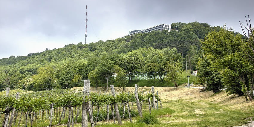 A picture of Kahlenberg Hill, with vineyards and green landscapes in the foreground.