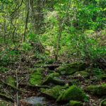 The entrance of the Kakum National Park in Ghana clicked during the rainy season.