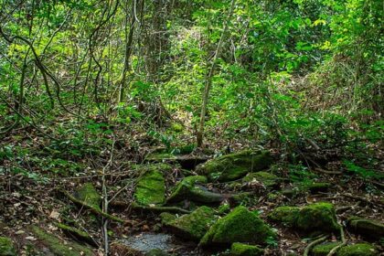 The entrance of the Kakum National Park in Ghana clicked during the rainy season.