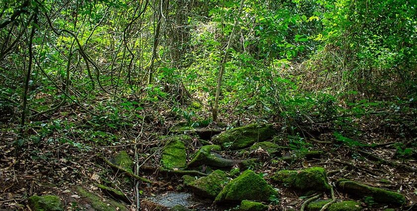 The entrance of the Kakum National Park in Ghana clicked during the rainy season.