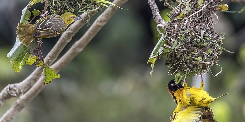 The image of both village weavers (female and male) building a nest in Kakum, Ghana.