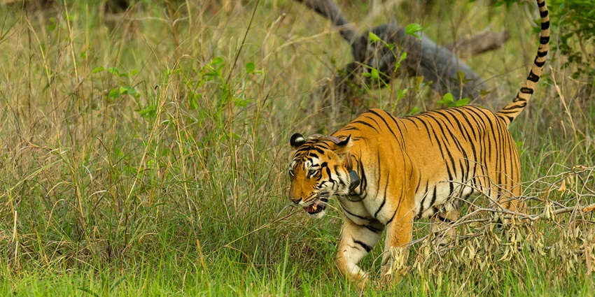 A tiger wandering leisurely in the Kalagarh Tiger Reserve.
