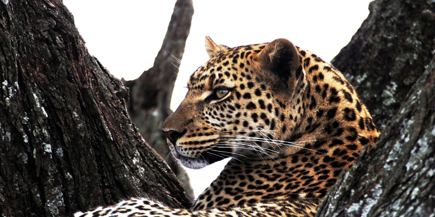 Close-up of a Kenyan leopard sitting on a branch of a tree with lichen growing on it.