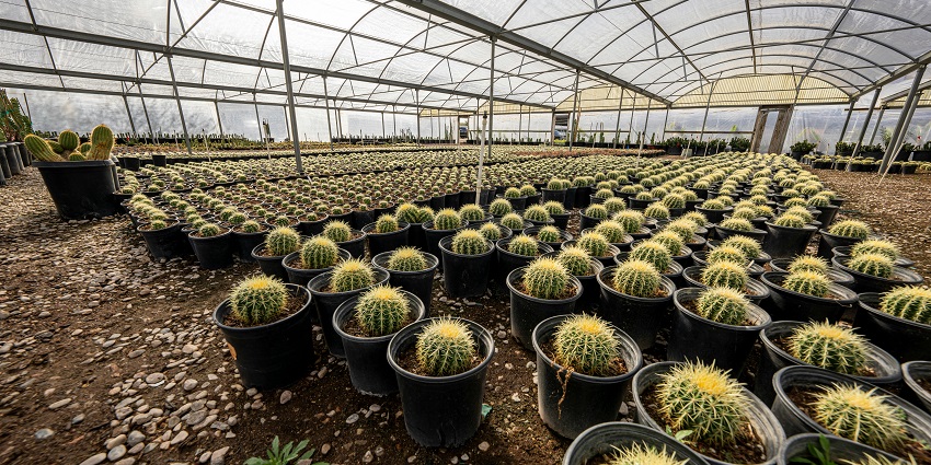Kalimpong travel guide takes you through the unique nursery featuring a diverse collection of cacti and succulents.