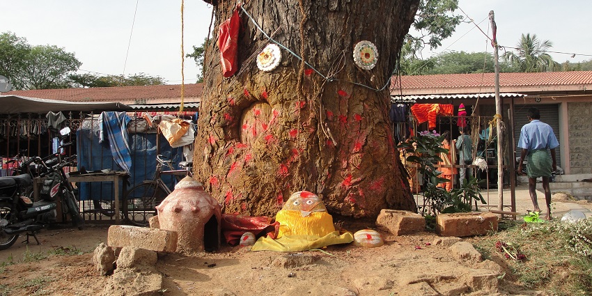 A view of the tree being worshipped in a temple near Asansol Water Park.