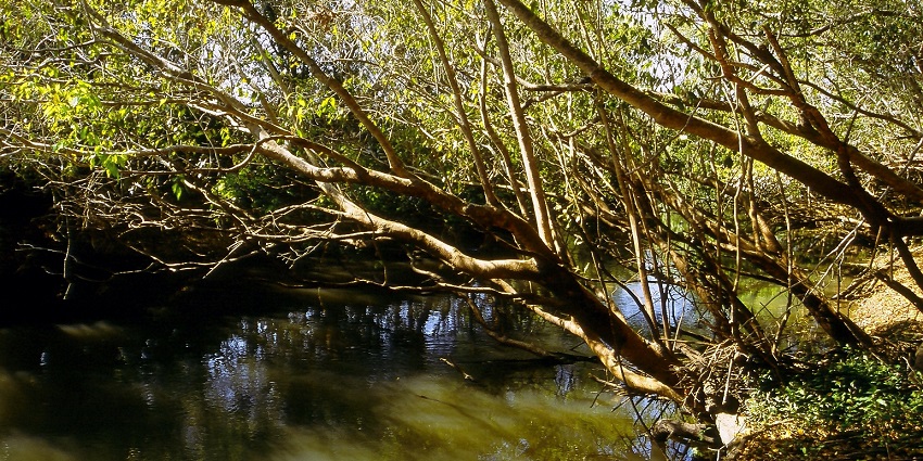 View of Wasa River in Kasanka National Park near Serenje in Central Zambia.
