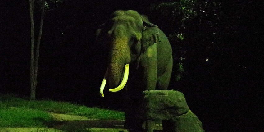 A big elephant at night walking on the grass with two big tusks and green trees