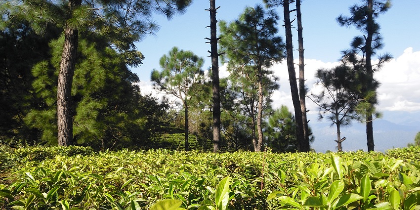 Kausani Tea Estate is one of the amazing places to visit In Kausani.