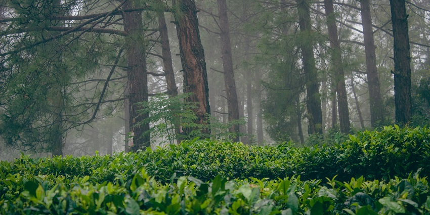 Image of a forest with trees and bushes - one of the places to visit in Kumaon