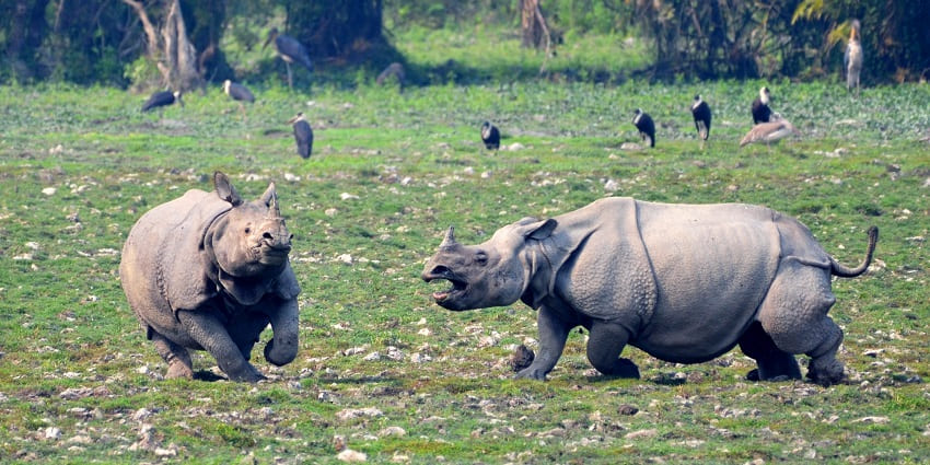 Experience adventure, wildlife, and beauty, Kaziranga National Park beckons you.