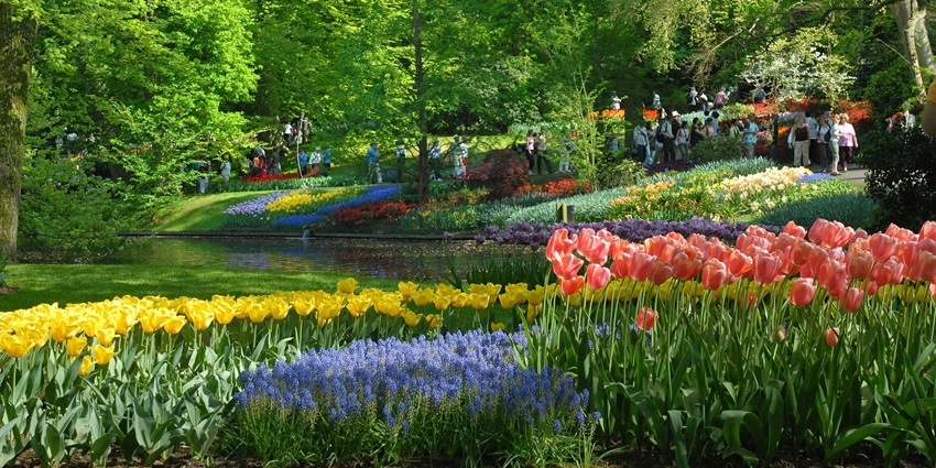 Keukenhof Gardens, a beautiful place to visit in Amsterdam in May.