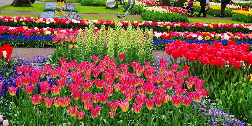 Witness the kaleidoscope of colors coming from these popular tulip fields.