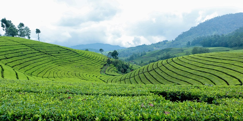 Image of the beautiful Tea estate in the Binsar in Uttarakhand