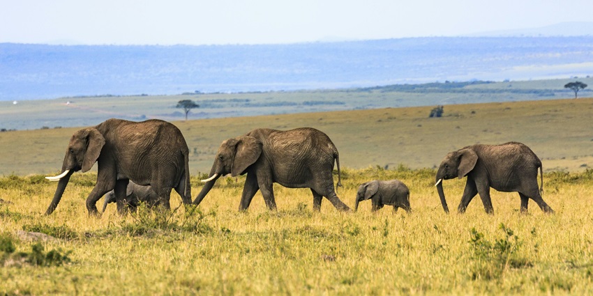 Image of herd of elephants in their natural habitat at a national park in Namibia