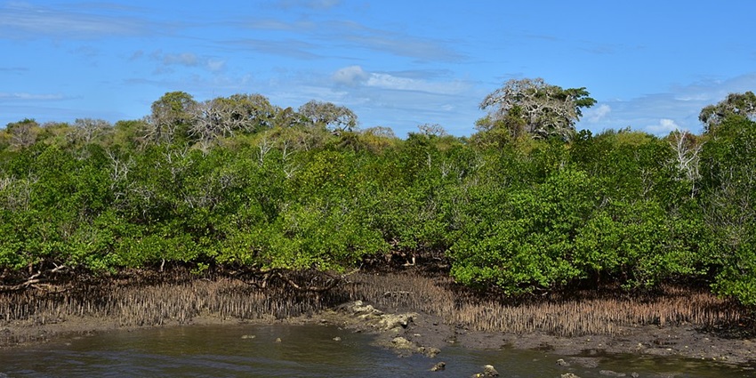Mangrove forest at the Kilwa Kisiwani with dense greenery and muddy shoreline to the river.