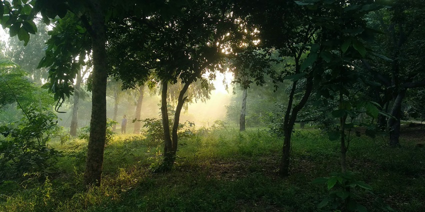 The Kukrail Forest Reserve, one of the top places to visit near Lucknow within 50 km.