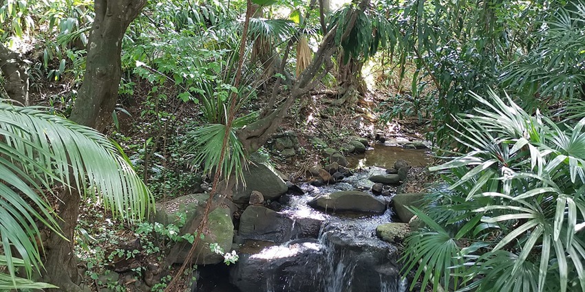 An orange-hued wildflower has bloomed in the La Vanille Nature Park beside a coconut tree.